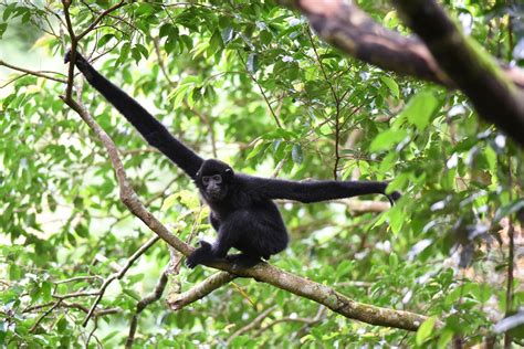 The Gibbon’s Tail: Ancient stories could help save the world's rarest ...