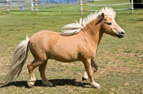 What's the Difference Between a Miniature Horse and a Pony?