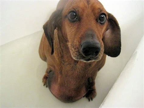 The Long and Short of it All: A Dachshund Dog News Magazine: Obie The ...