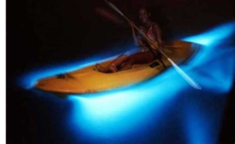 Luminous Lagoon Night Tour | GetYourGuide