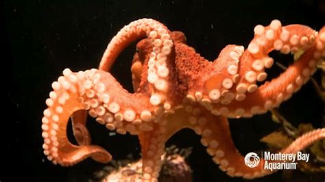 Monterey Bay Aquarium | Octopus, Red octopus, Monterey bay aquarium