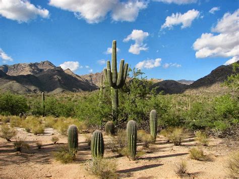 Domínio Morfoclimático das Caatingas