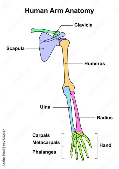 Scientific Designing of Human Arm Bones Anatomy. Body Bones Diagram. Colorful Symbols. Vector ...