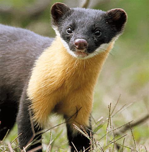 The Extremely Rare And Elusive Nilgiri Marten - Top10animal