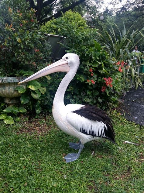 Pelican in Ragunan Zoo, Jakarta - Indonesia Stock Photo - Image of ragunan, indonesia: 222543836