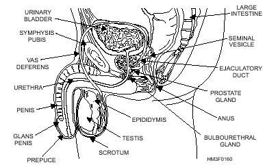 Essential Organs Of Male Reproductive System - Male Reproductive System Recorded Lecture ...