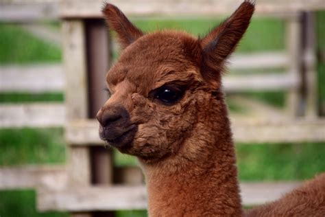 Brown llama head, Alpaca, Muzzle, Cute HD wallpaper | Wallpaper Flare