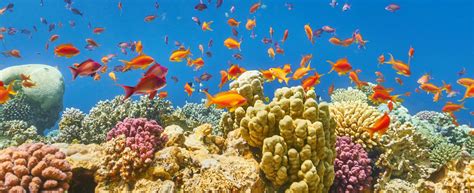 Diving in Hurghada - Global Travel International