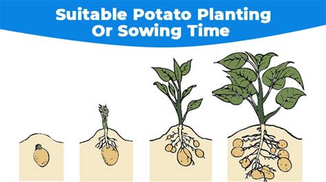 Potato Farming In India - Cultivation, Planting & Harvesting