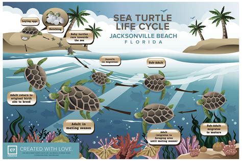 Life Cycle Of Sea Turtles See Turtles See Turtles Loggerhead Turtle ...