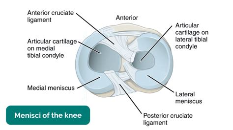 Knee Joint | Anatomy | Geeky Medics