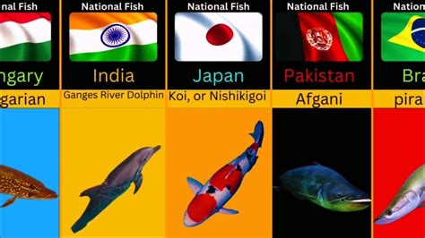 National Fish OF Different Countries - YouTube