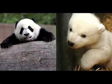 Pandas vs Polar Bears - YouTube