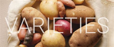 Idaho® Potato Varieties | Idaho Potato Commission