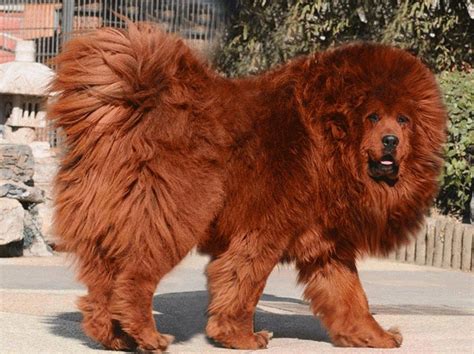 African lion Dog Breed - Google Search | Mastiff tibétain, Dogue du tibet, Chien