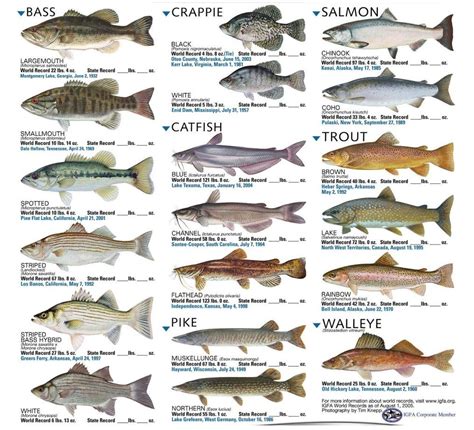 Internet Knowledge: Fish Species | Aquarium fish, Fish chart, Freshwater aquarium fish