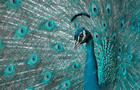 Premium Photo | Portrait of beautiful colored peafowl with tail feathers out