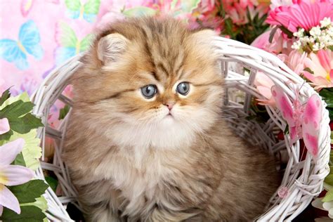 Cute Persian kitty in a basket | Cute cats and dogs, Teacup persian kittens, Teacup persian cats