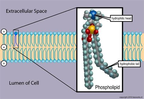 Darwin's God: Biological Control of Cell Membrane Structural Properties