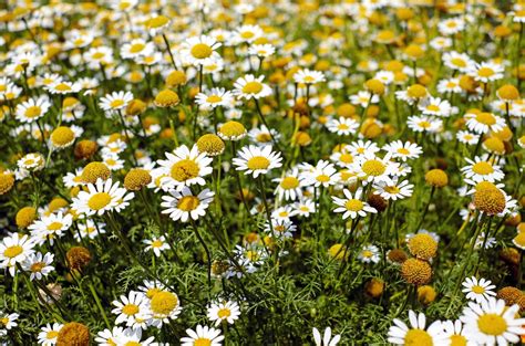 3 plantas medicinales que ayudan a la digestión | Mundo Sano | Noticias e información para un ...