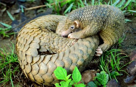 Pangolin Scales Uses / Hong Kong seize huge shipment of pangolin scales and ivory ... / General ...