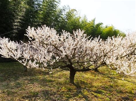 Ume Festival (in Aodani, Kyoto) - Find Your Japan