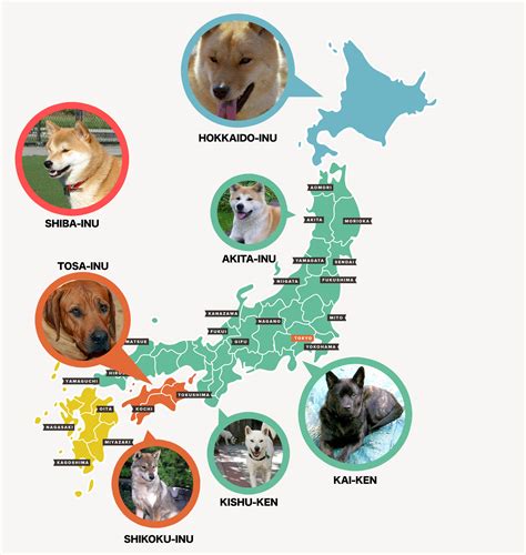 Japanese Dog Breeds And How To Get Them