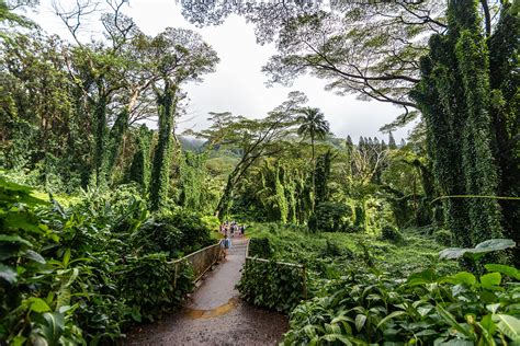 Manoa Falls Trail in Honolulu - A Pleasant Rainforest Hike to Cascading Falls – Go Guides