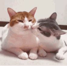 Cat Love GIFs | Tenor Gatos Cats, Make Your Own Stickers, Cat Gif, Cat Love, Animated Gif, Cool ...