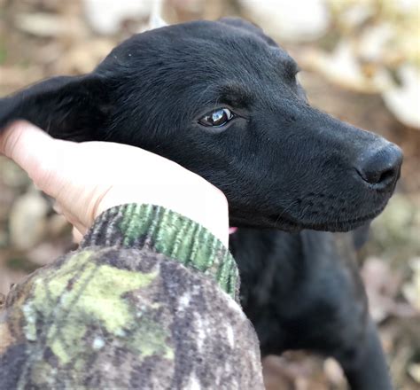 Recklessly: Black German Shepherd And Lab Mix