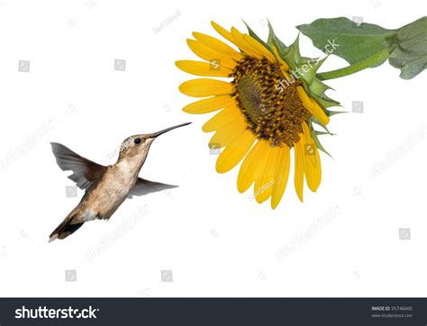 391 Hummingbird Sunflower Images, Stock Photos & Vectors | Shutterstock