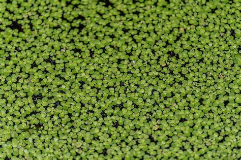 Azolla Images | Free Photos, PNG Stickers, Wallpapers & Backgrounds - rawpixel