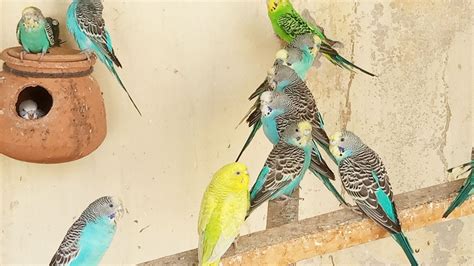 8 HOUR Budgies Singing Playing and Talking CUTE BUDGIES play this video for your sad budgies ...