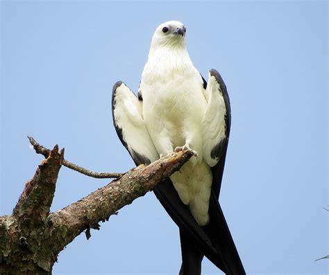 Swallow-tailed Kite Facts, Habitat, Diet, Life Cycle, Pictures