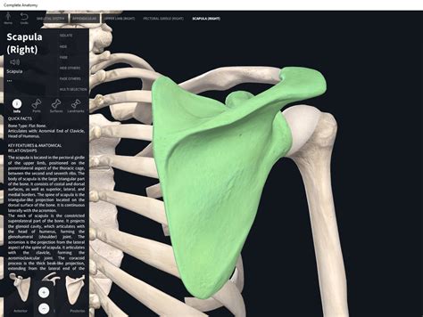 Scapula Diagram Anatomy Bones Human Anatomy Anatomy | Images and Photos finder