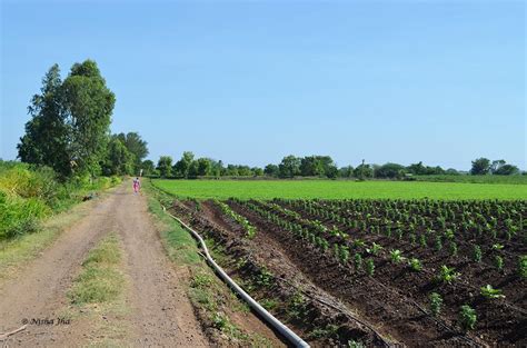 windmills in my backyard | farm fresh food | phaltan | lemonicks