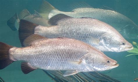 Panduan Lengkap Cara Budidaya Ikan Kakap Putih Bagi Pemula Agar Sukses