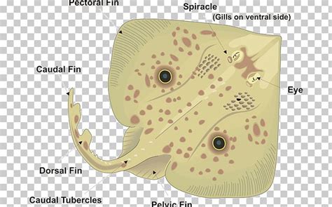 Common Skate Batoidea Anatomy Ventraal PNG, Clipart, Anatomy, Batoidea ...