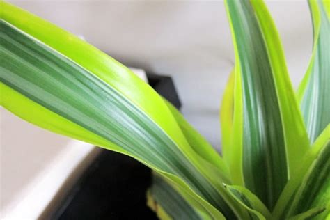 Sturdy houseplants – popular, easy care potted plants | Interior Design Ideas | AVSO.ORG