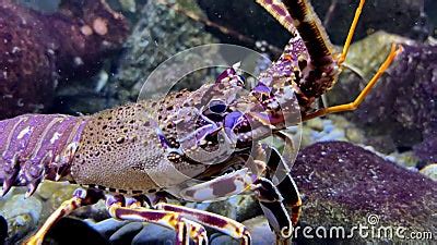 Purple Lobster Slowly Walks Over the Pebbles in the Aquarium and ...