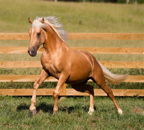 photo DEM Mantequilla palomino Lusitano stallion galloping Don-E-Mor | Palomino horse, Beautiful ...