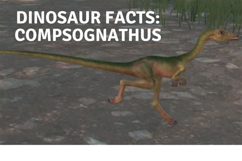 Dinosaur Facts: Compsognathus - Dinosaur Facts For Kids