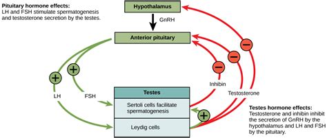 24.4. Hormonal Control of Human Reproduction – Concepts of Biology-1st ...