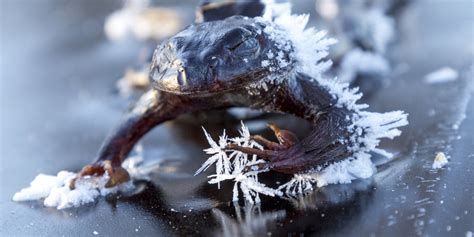 Frog Freezes Solid As He Searches For A Mate On Icy Oslo Lake (PICTURE)