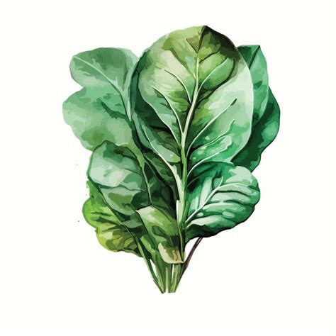 Watercolor spinach vegetable 21849608 Vector Art at Vecteezy