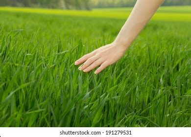 Close Womans Hand Touching Saturated Grass Stock Photo 191279531 ...