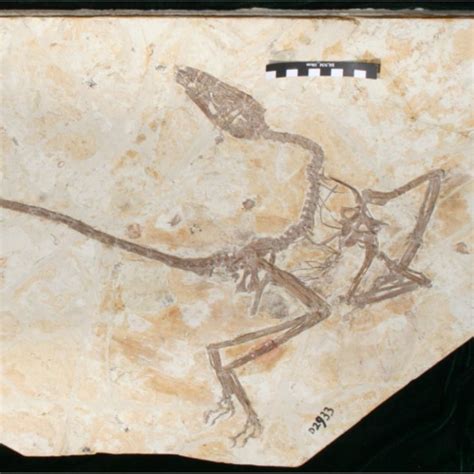 Fossil reveals how feathered dinosaurs differed from birds | Earth ...