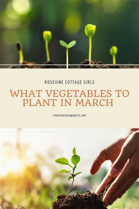 What Vegetables To Plant In March