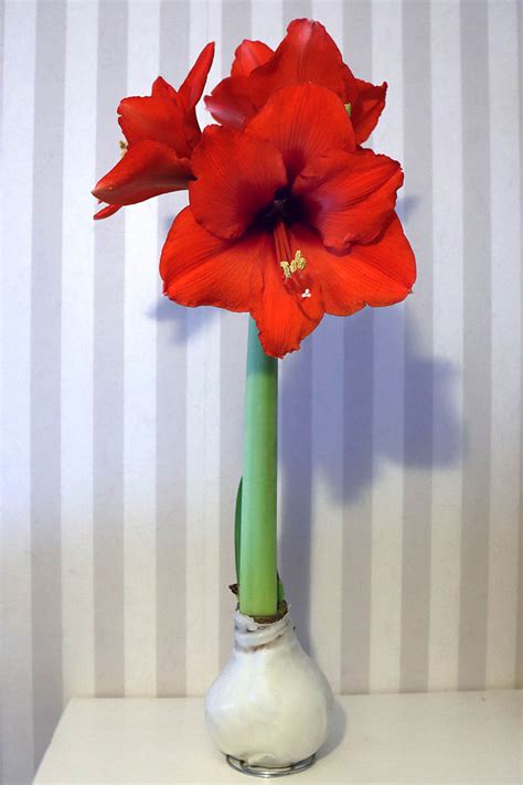 How to Grow and Care for Amaryllis Hippeastrum | Gardener’s Path