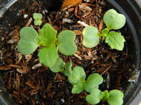 Glossary Tip - Cotyledon - Garden.org